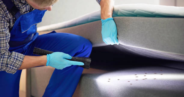 Best Termite Control Services  in Brigham City, UT