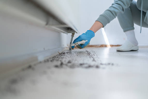 Best Termite Control Services  in Brigham City, UT